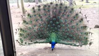 Peacock Gets Angry