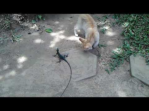 Kohomade pusage wade