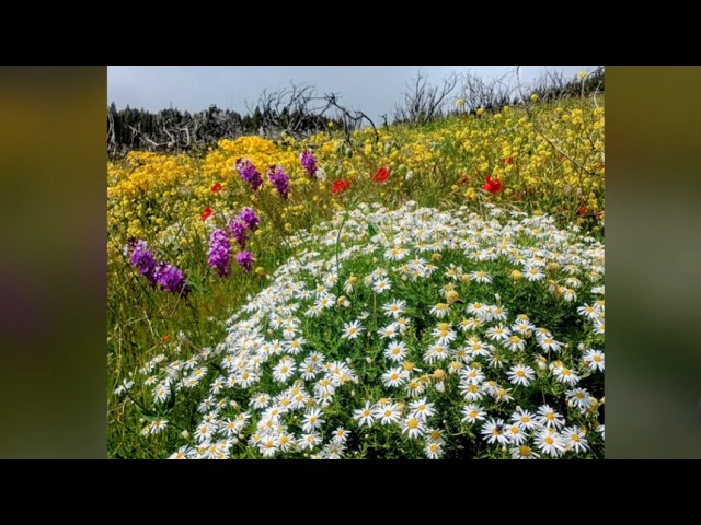 Primavera en Gran Canaria
