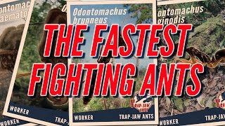 The Fastest Fighting Ants