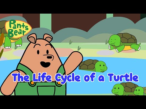 Life Cycle of A Turtle | Pond Adventure | #PantsBear