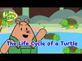 Life Cycle Of A Turtle Pond Adventure PantsBear
