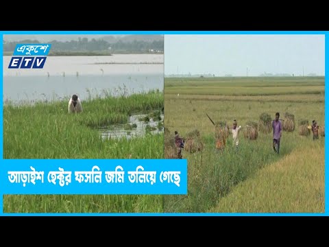 বাঁধ ভেঙে পানিতে তলিয়ে গেছে ফসলি জমি