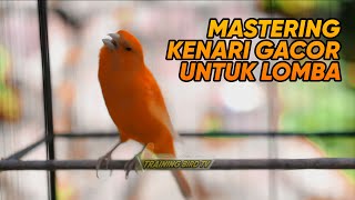 Download lagu 🔴#136 Masteran Kenari Gacor untuk lomba mp3 Download lagu 🔴#136 Masteran Kenari Gacor untuk lomba mp3