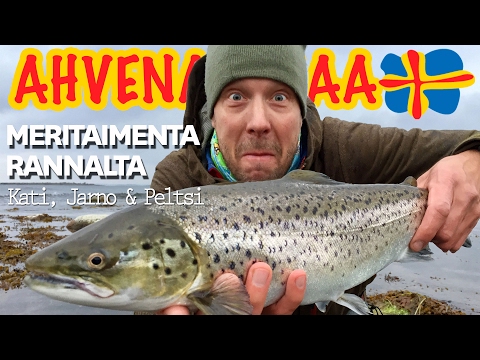 Meritaimenta Ahvenanmaalta - Peltsin matkassa taimenparatiisiin