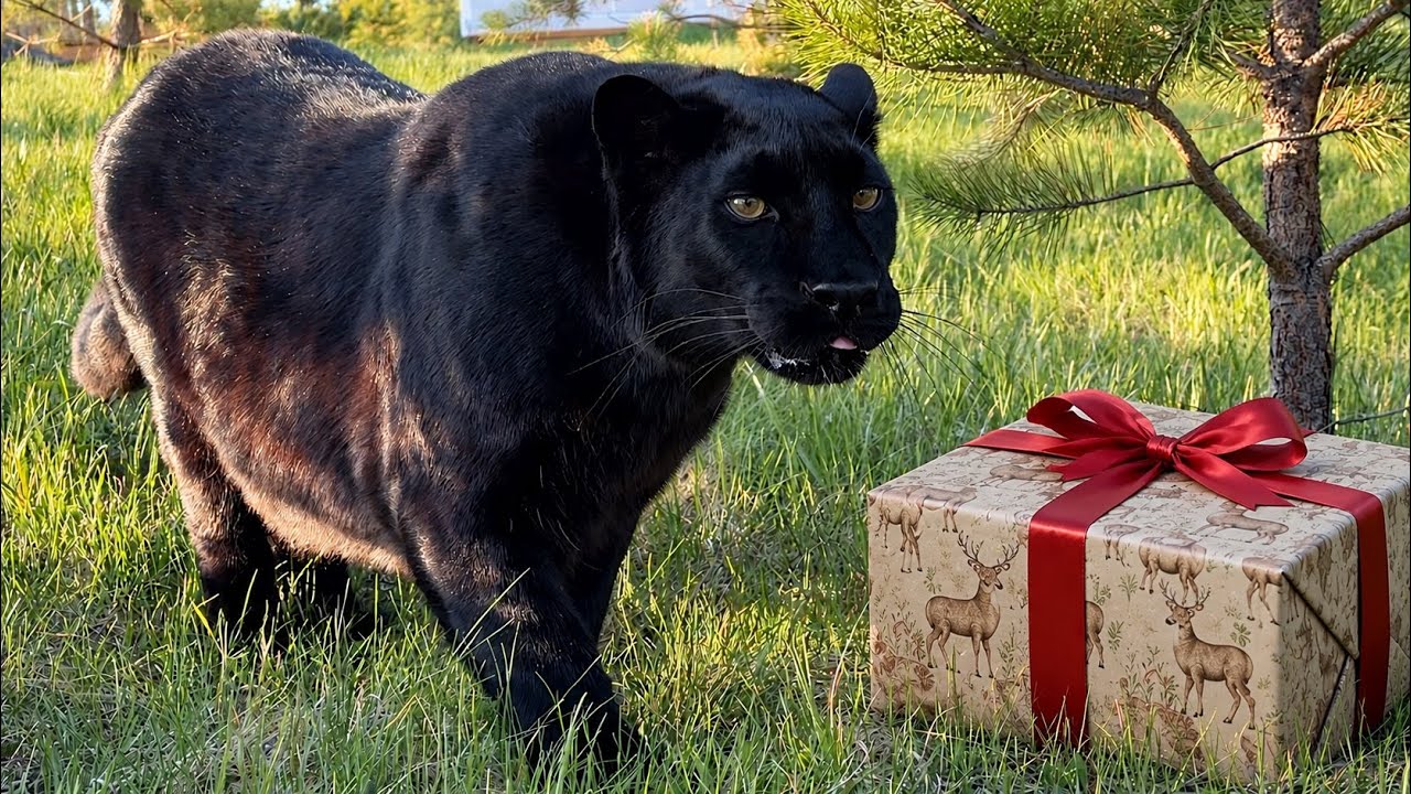 We gave Luna the panther a roe deer for her birthday😂(ENG SUB)