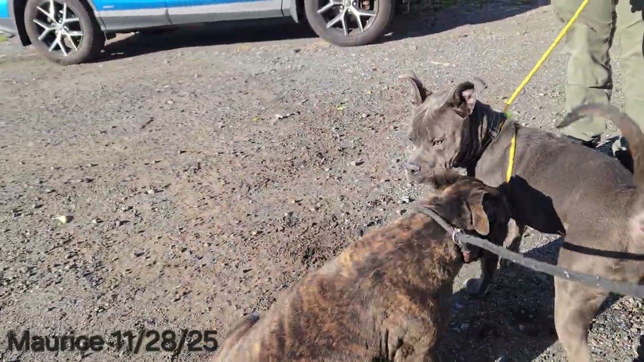 Enlarge Maurice, a ADOPTABLE Pit Bull Terrier in Trenton, NJ video 2/3