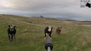 Cattle kill shot compilation