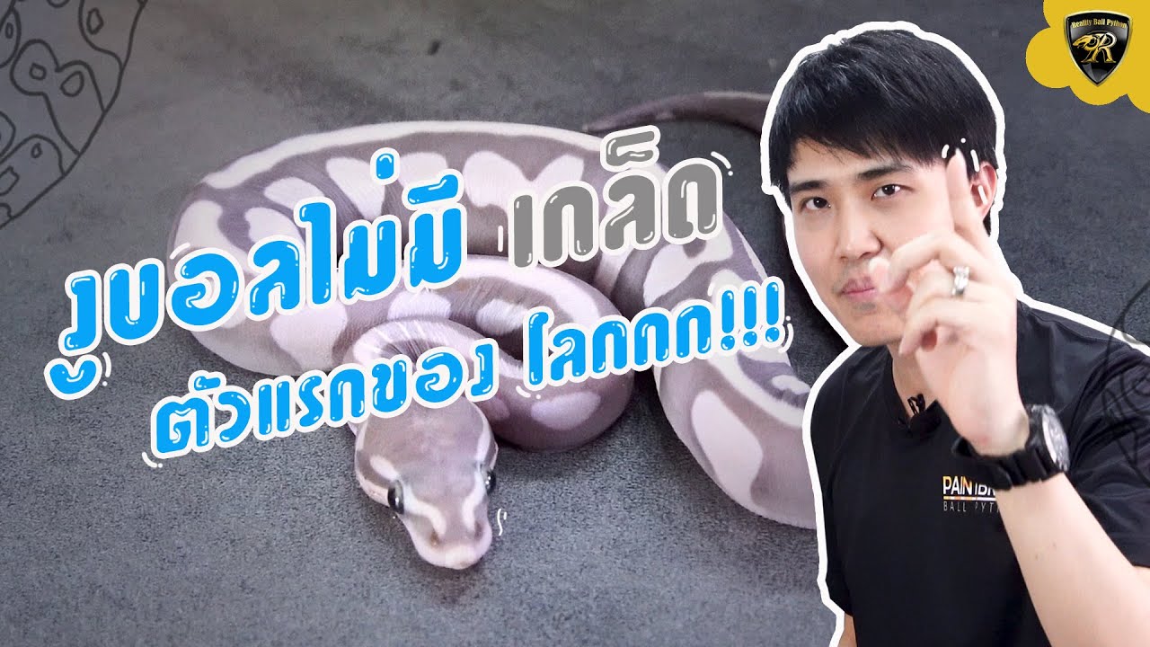 งูบอลไม่มีเกล็ด Scaleless Combo "Reality Ball Python" [EP.71]