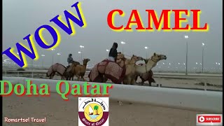 preview picture of video 'Camel Racetrack Doha Qatar'