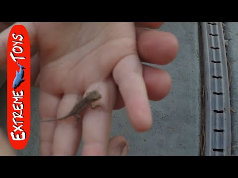 Playing outside and looking for lizards. Kids Nature Adventure. Video