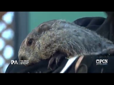 Groundhog Day 2026: Will Punxsutawney Phil see his shadow?