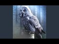 Owl Sounds