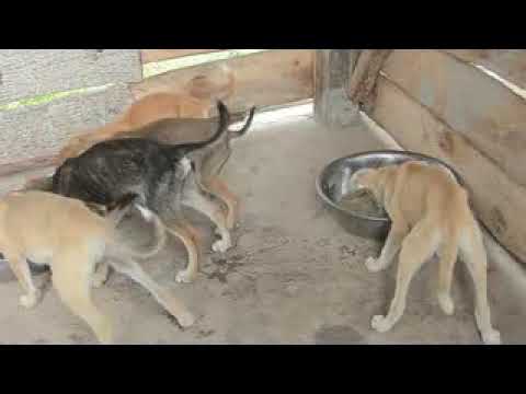 Rescue , Rehabilitation and Sensitization project