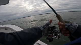 Catching Little blues  in Peconic bay with special guest Mando! Majorcraft jigs do it again!
