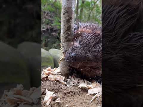 Zašto dabar mora gristi drvo ili umire 🦫🤯