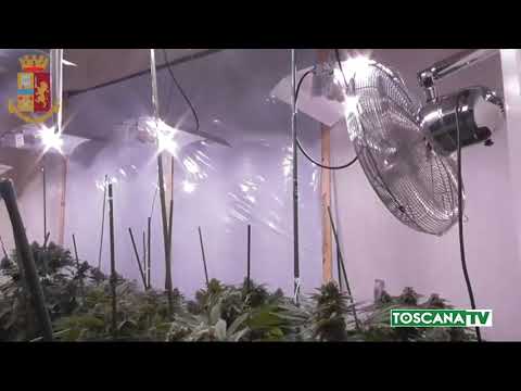 2021-01-29 LUCCA - DROGA, SERRA IN CASA, ARRESTATO 53ENNE