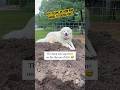 We Imagine Samson as Supervisor Overlord #livestockguardiandog #karakachan #homesteading