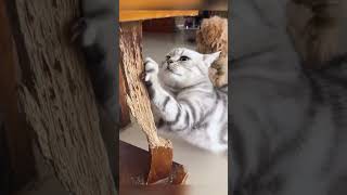 #cutecats #funny #pets #cute #funnyanimals #funnyvideo