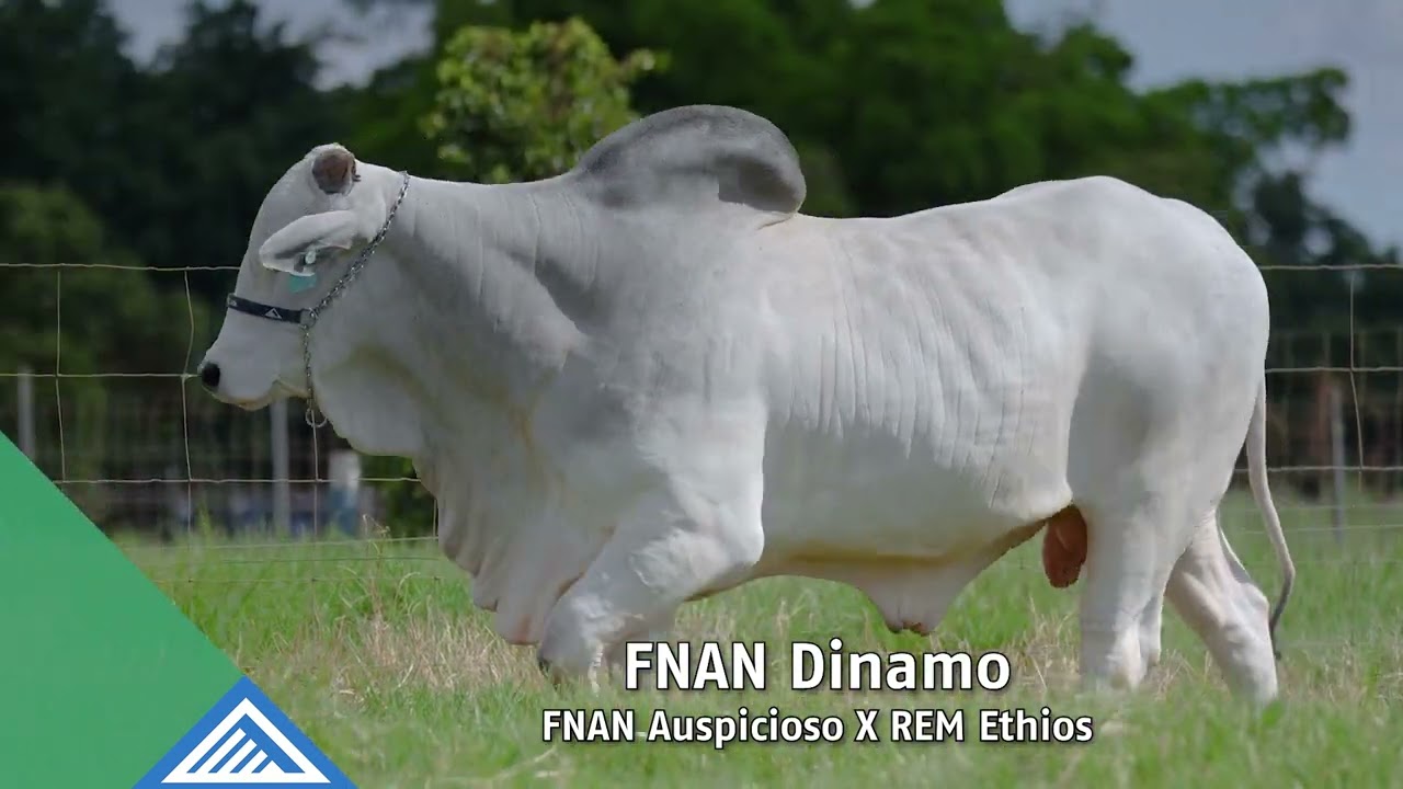 FNAN DINAMO FIV