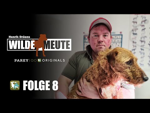 Henrik Drüen's Wild Pack | Driven Hunt on the Neckar - Pepe Beaten by a Wild Boar | Episode 8