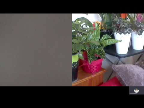 Hipn Ezoterica 237 Urmarirea,frica si entitatile A si C Moraru