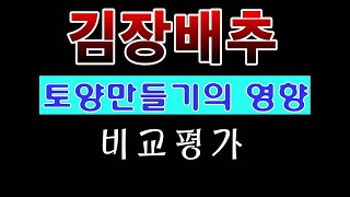 [텃밭농부.795]  김장배추 토양만들기의 영향에 대한 비교 #김장배추 #배추재배