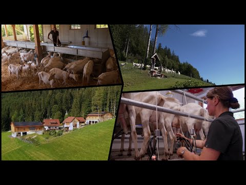 The goat farm in Almenland | Harrer goat farm | Film clip Heimat Österreich