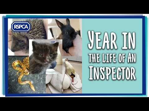 RSPCA inspector video 3