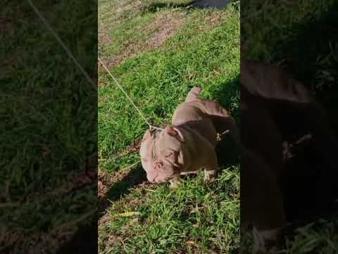 Mi bully exótico lilac de Monterrico, Jujuy 🇦🇷 Puro músculo y ternura ❤️ #americanbully #
