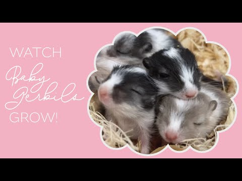 Gerbil Life Cycle — Watch Baby Gerbils Grow from Birth - 8 Weeks Old