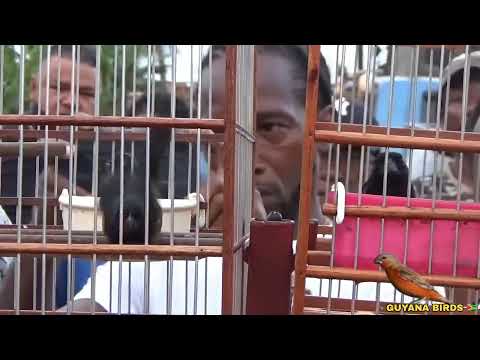 ARCHIE VS AKBAR | TOWA TOWA BIRD RACE AT SHERIFF STREET BIRD GROUND THIS MORNING | AKBAR WON🏆