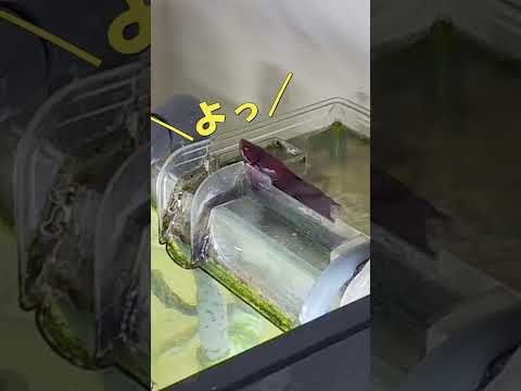 ベタの世話をする方法