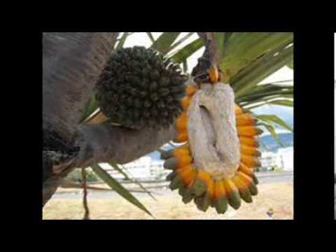 " Fara Ute Rea " - TEFAFANO SISTERS