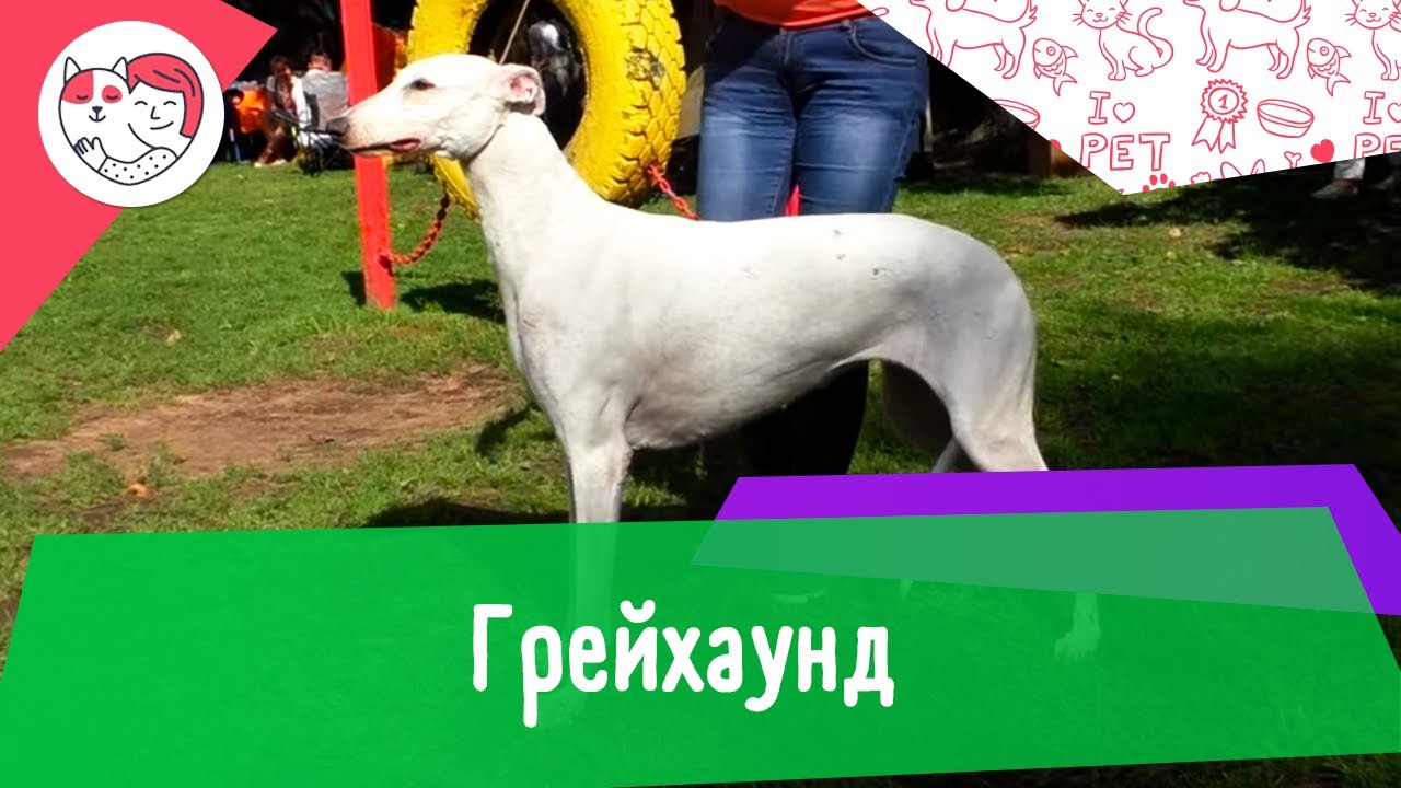 Грейхаунд. Особенности. Уход