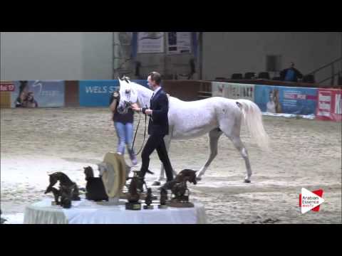 N.70 AL CASABLANCA - Wels 2016 - Mares 11+ years old (Class 9)