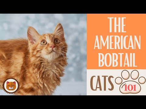 🐱 Cats 101 🐱 AMERICAN BOBTAIL - Top Cat Facts about the AMERICAN BOBTAIL #KittensCorner