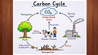 Carbon Cycle Diagram Drawing | Easy Step by Step Labeled Diagram Perfect for school projects & exams