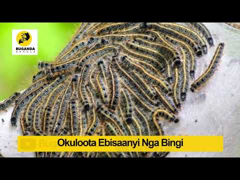 OKuloota Ebisaanyi Nnga Bingi - Ebirooto Namakulu Gaabyo - Buganda Ekkula