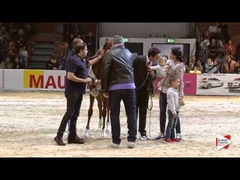 1st Place N.10 D SAFANA - Wels 2015 - Int. Yearling Fillies Championship (Class 19)