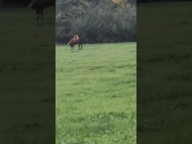 SPLENDIDE FOAL MALE CSO