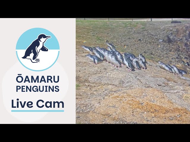 オマルー ブルーペンギン・コロニー（ヒメペンギン＆ニュージーランドオットセイ）