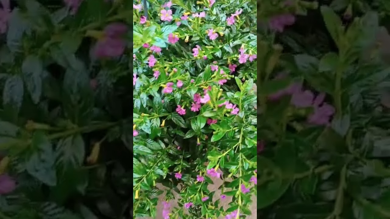 Cuphea Hyssopifolia or False Heather//Imelda Ingram