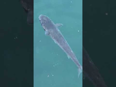 ボラがいつも口をパクパクしている本当の理由とは？可愛いけど苦しそうに見える行動の真相。