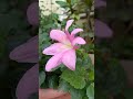 Aap Ke Aane Se Ghar Me Kitni Ronk He Alka Yagnik Viral Video