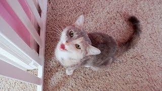 Cute Kitten Thinks It's A Dog! - Cat To Dog Surprise Introduction