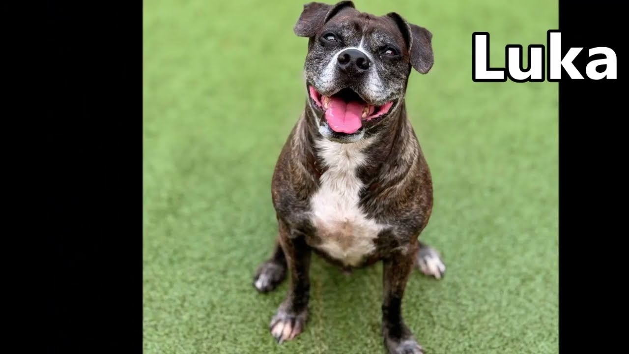 Luka, a Adoptable Boxer in Nashville, IN video 6/6