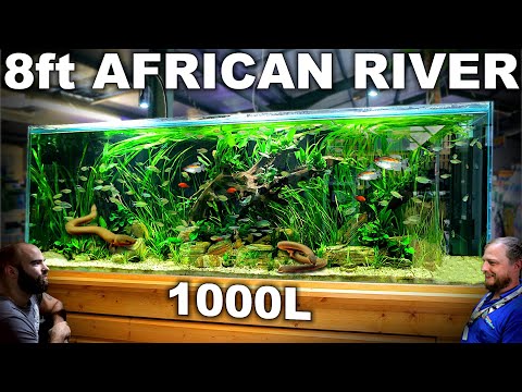 The 8ft African River Aquarium: EPIC 1000L Build over 300 Fish (Aquascape Tutorial)