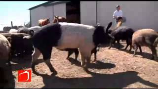 Pig Sanctuary