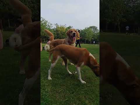 Saket golden retriever dog training 👍🏼 #dog #trending #training #shorts #viral